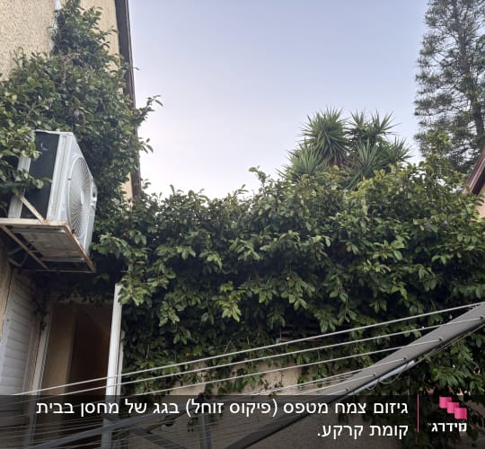 יחידת מיזוג אוויר על קיר עם צמחייה